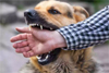 Stray dog attacks leave over 15 injured in Bhatkal in 70 hrs